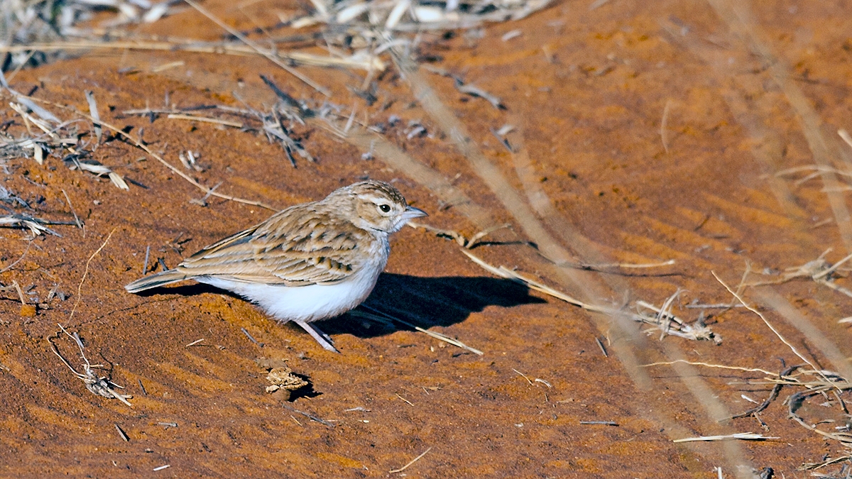 Fawn-colored Lark [Calendulauda africanoides harei]