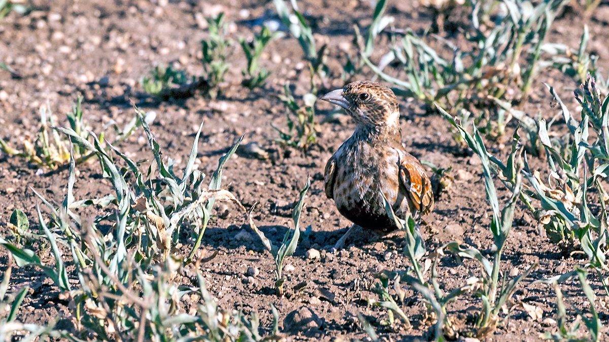 Chestnut-backed Sparrow-Lark [Eremopterix leucotis smithi]