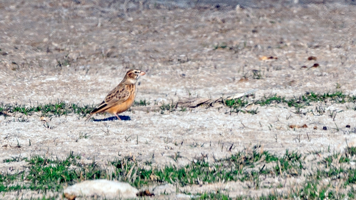 Pink-billed Lark [Spizocorys conirostris conirostris]