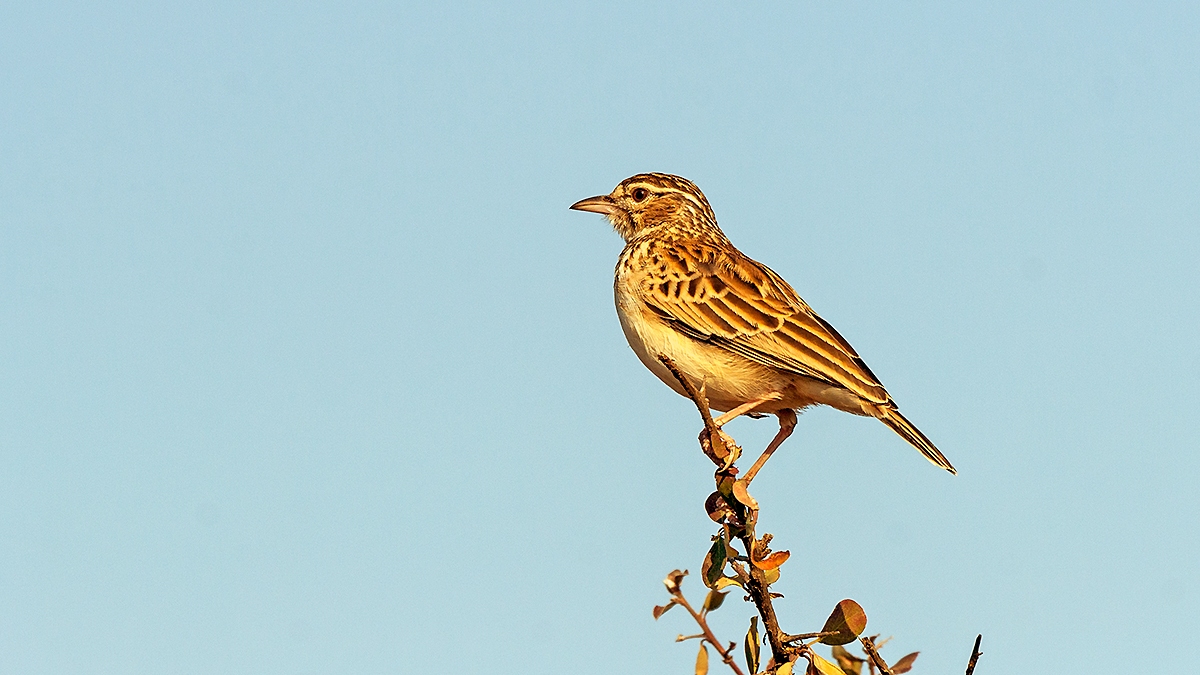 Sabota Lark [Calendulauda sabota suffusca]