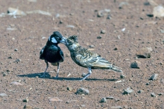 Chestnut-backed Sparrow-Lark [Eremopterix leucotis smithi]