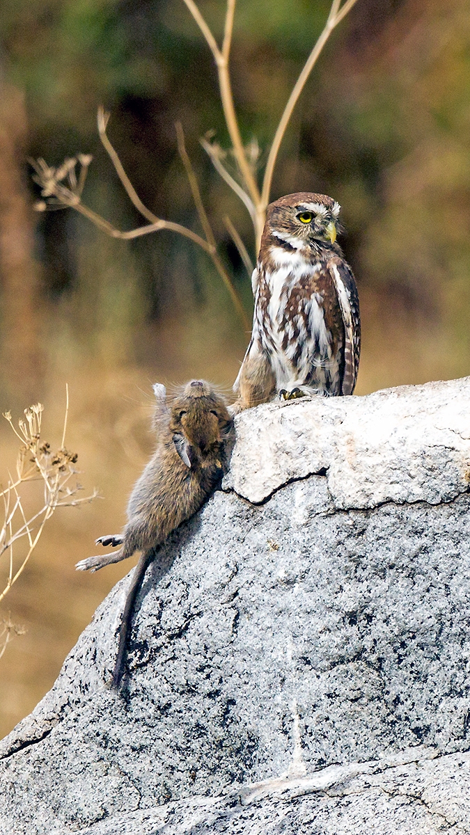 Austral Pygmy Owl [Glaucidium nana]