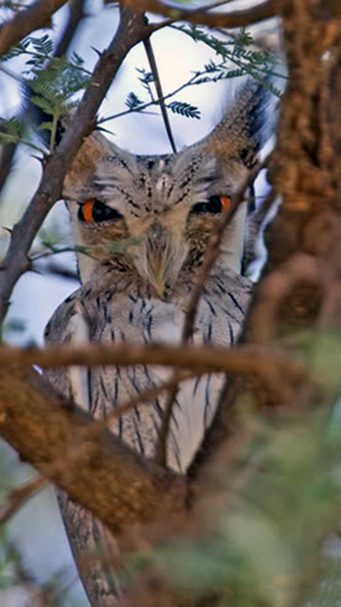 Northern White-faced Owl [Ptilopsis leucotis]