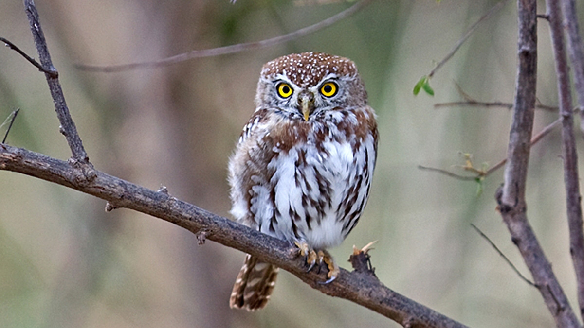 Pearl-spotted Owlet [Glaucidium perlatum licua]