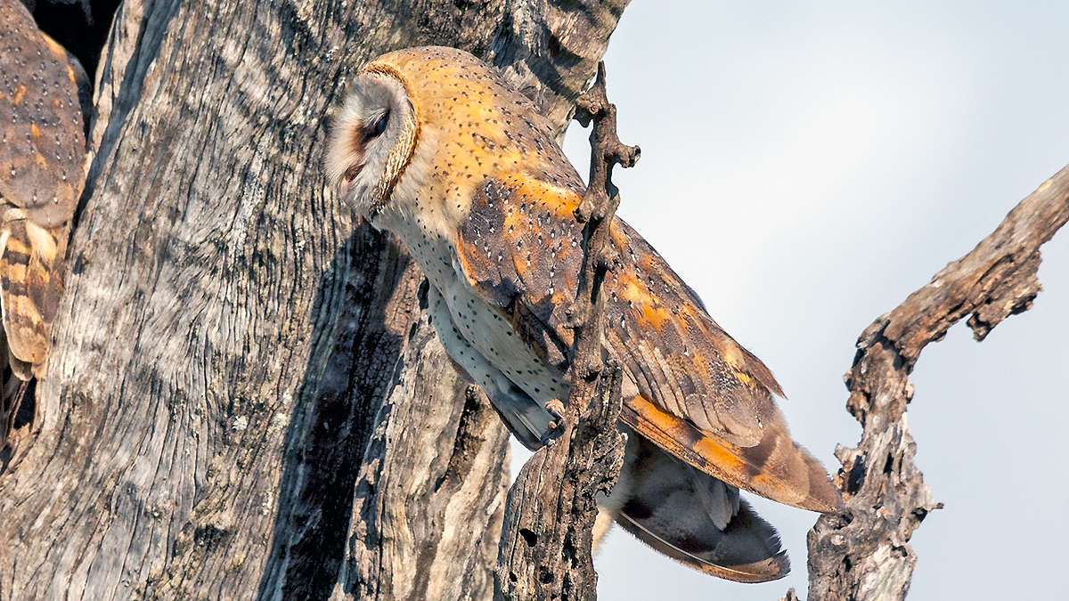 Western Barn Owl [Tyto alba poensis]