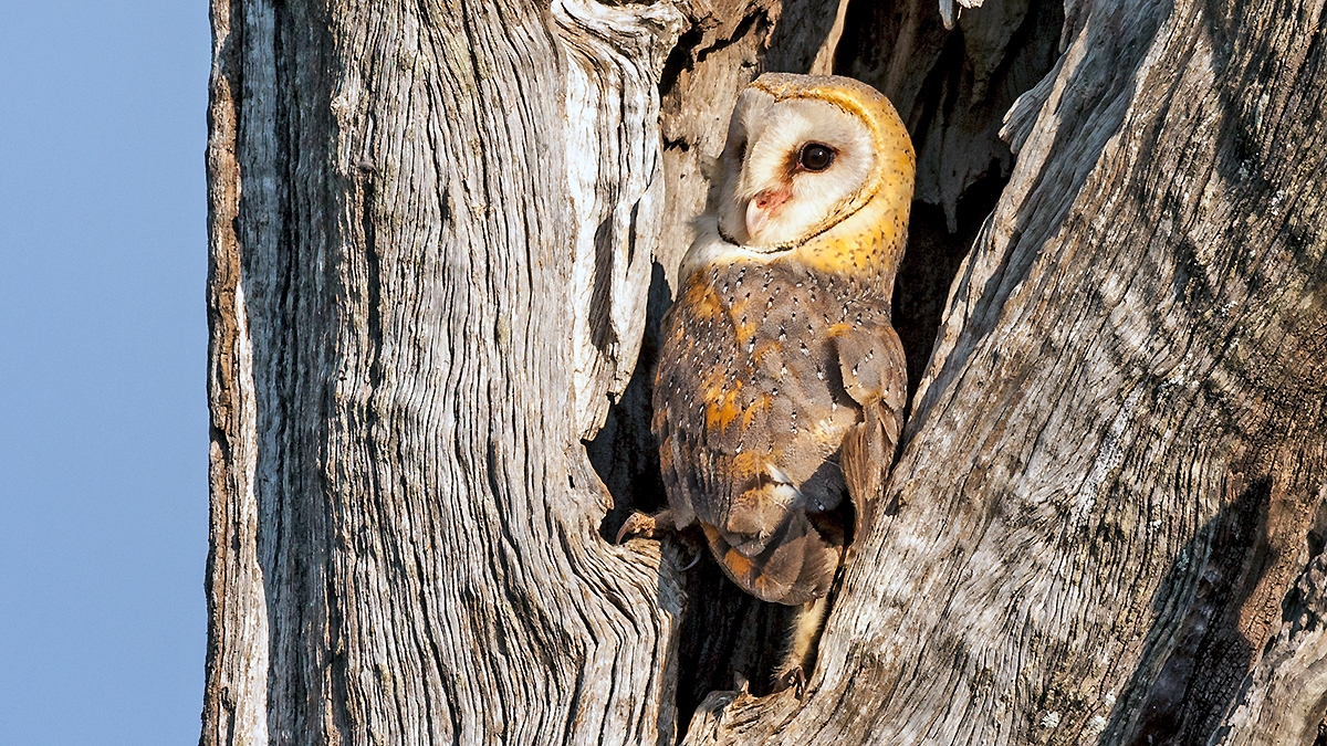 Western Barn Owl [Tyto alba poensis]
