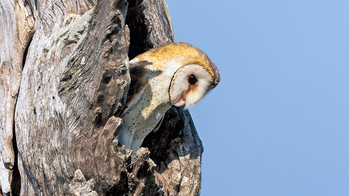 Western Barn Owl [Tyto alba poensis]