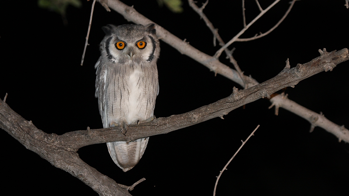 Southern White-faced Owl [Ptilopsis granti]