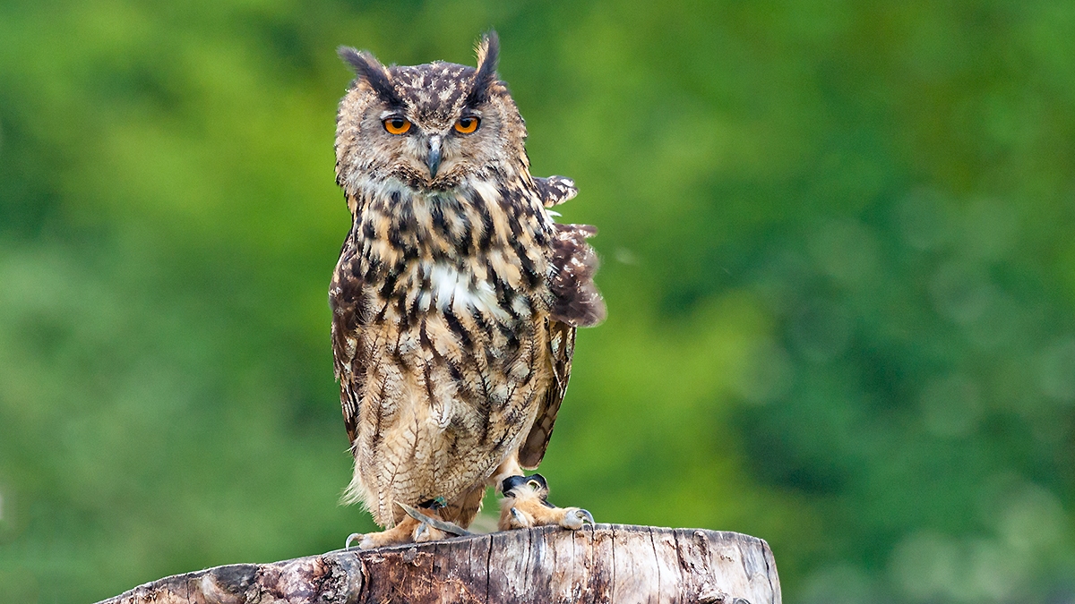 Eurasian Eagle-Owl [Bubo bubo bubo]