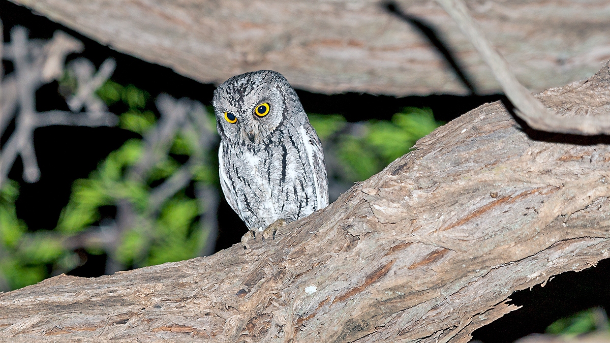 African Scops Owl [Otus senegalensis senegalensis]