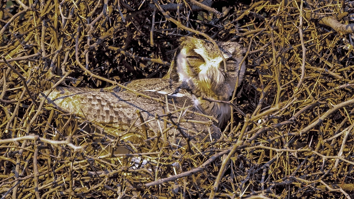 Southern White-faced Owl [Ptilopsis granti]