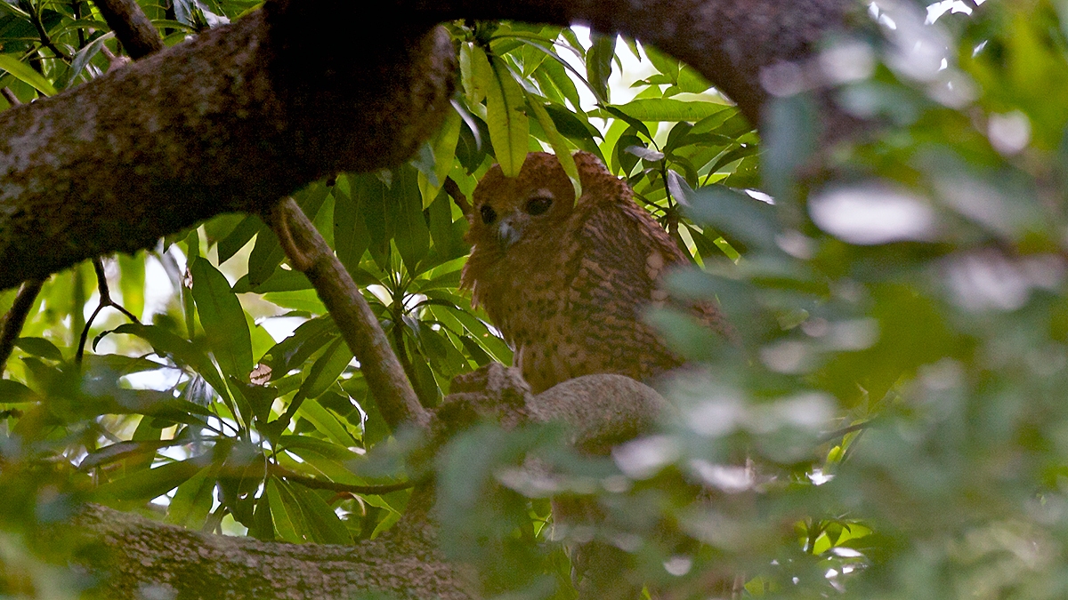 Pel's Fishing Owl [Scotopelia peli]