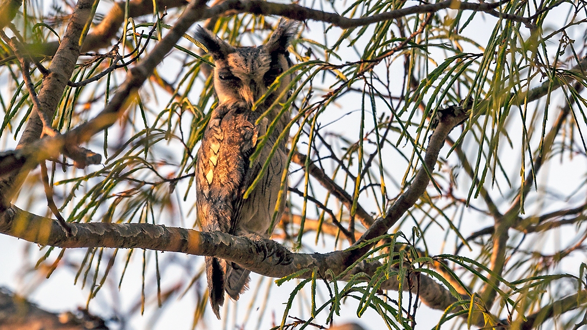 Southern White-faced Owl [Ptilopsis granti]