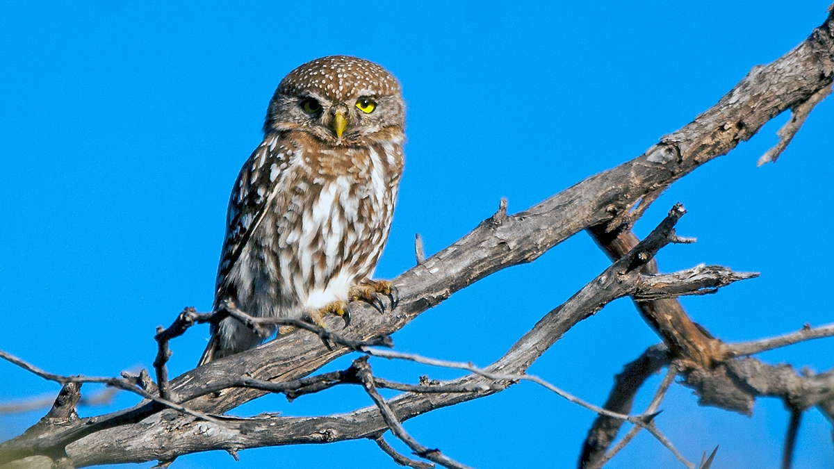 Pearl-spotted Owlet [Glaucidium perlatum licua]