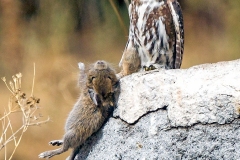 Austral Pygmy Owl [Glaucidium nana]