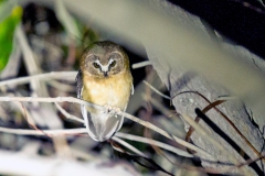 Unspotted Saw-whet Owl [Aegolius ridgwayi] 