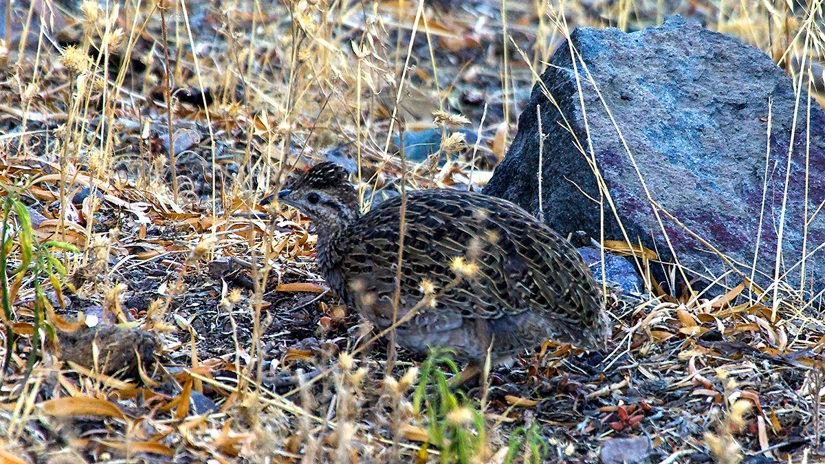 Chilean Tinamou [Nothoprocta perdicaria perdicaria]