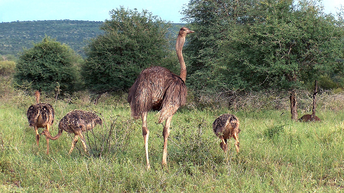 Common Ostrich [Struthio camelus australis]