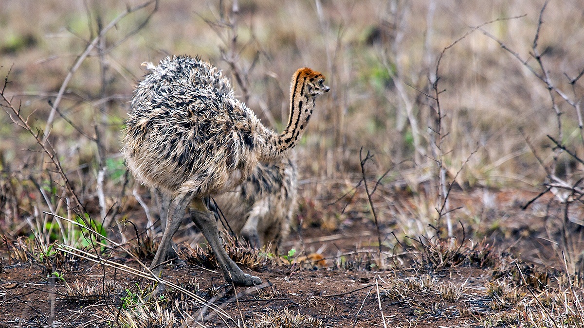 Common Ostrich [Struthio camelus australis]