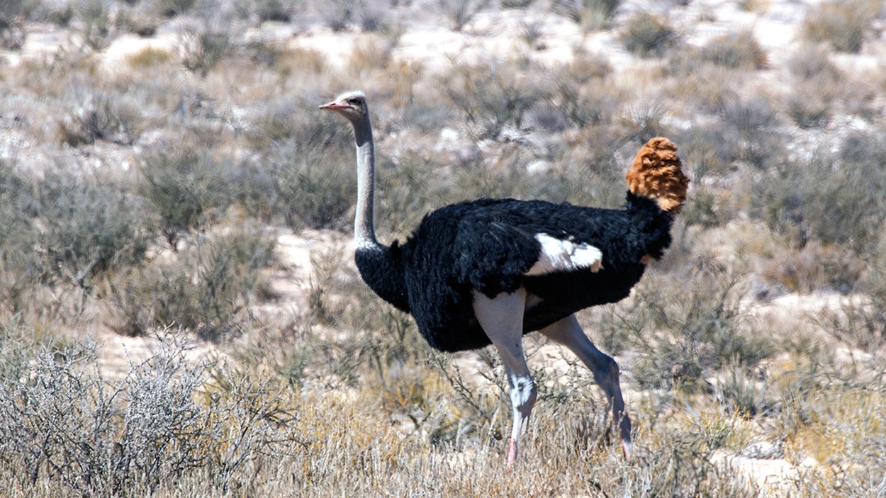 Common Ostrich [Struthio camelus australis]