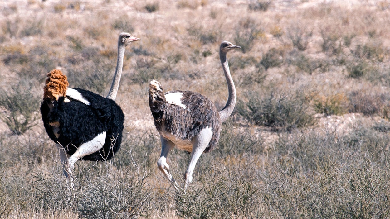 Common Ostrich [Struthio camelus australis]