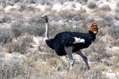 Common Ostrich [Struthio camelus australis]