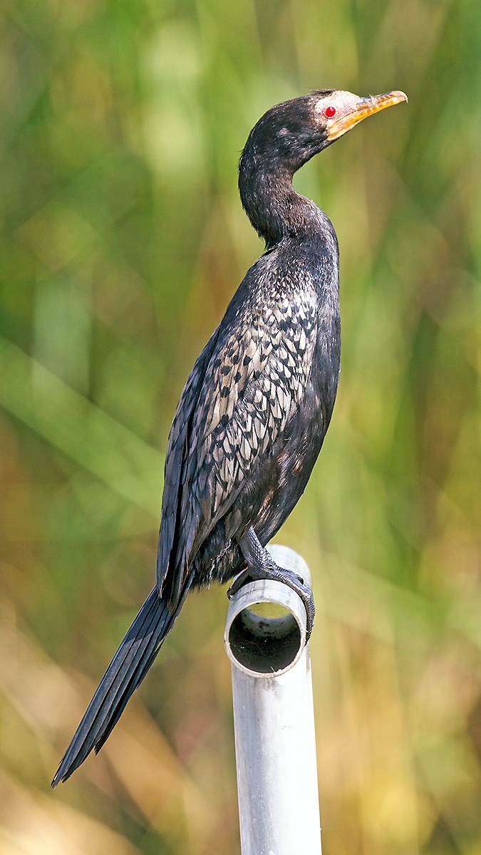 Reed Cormorant [Microcarbo africanus africanus]