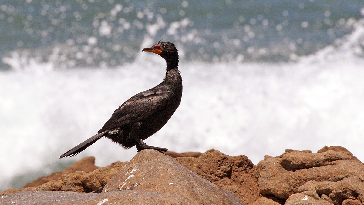 Crowned Cormorant [Microcarbo coronatus]