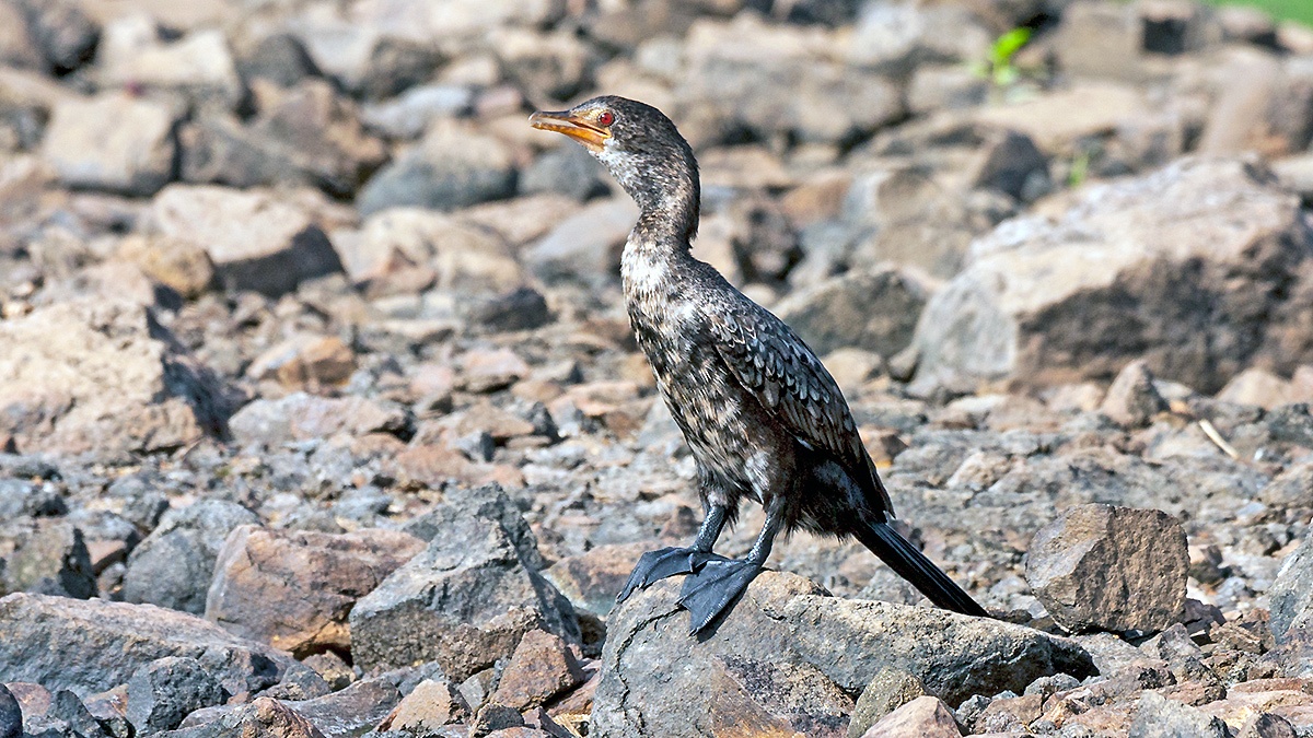 Reed Cormorant [Microcarbo africanus africanus]