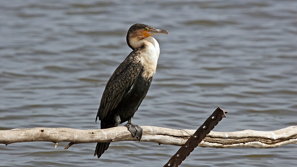 Great Cormorant [Phalacrocorax carbo lucidus]