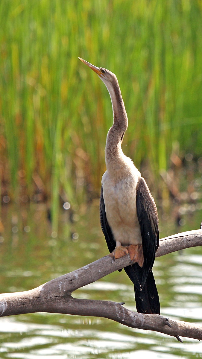 African Darter [Anhinga rufa rufa]