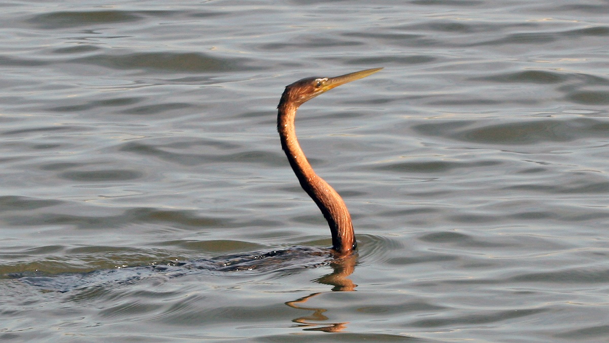 African Darter [Anhinga rufa rufa]