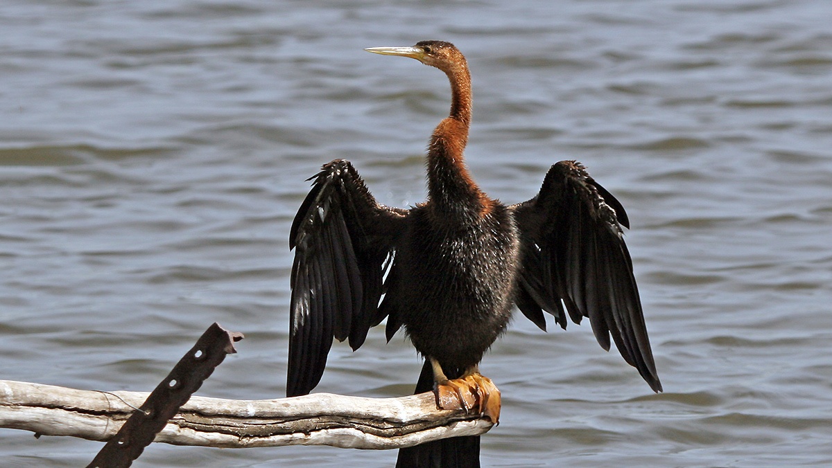 African Darter [Anhinga rufa rufa]