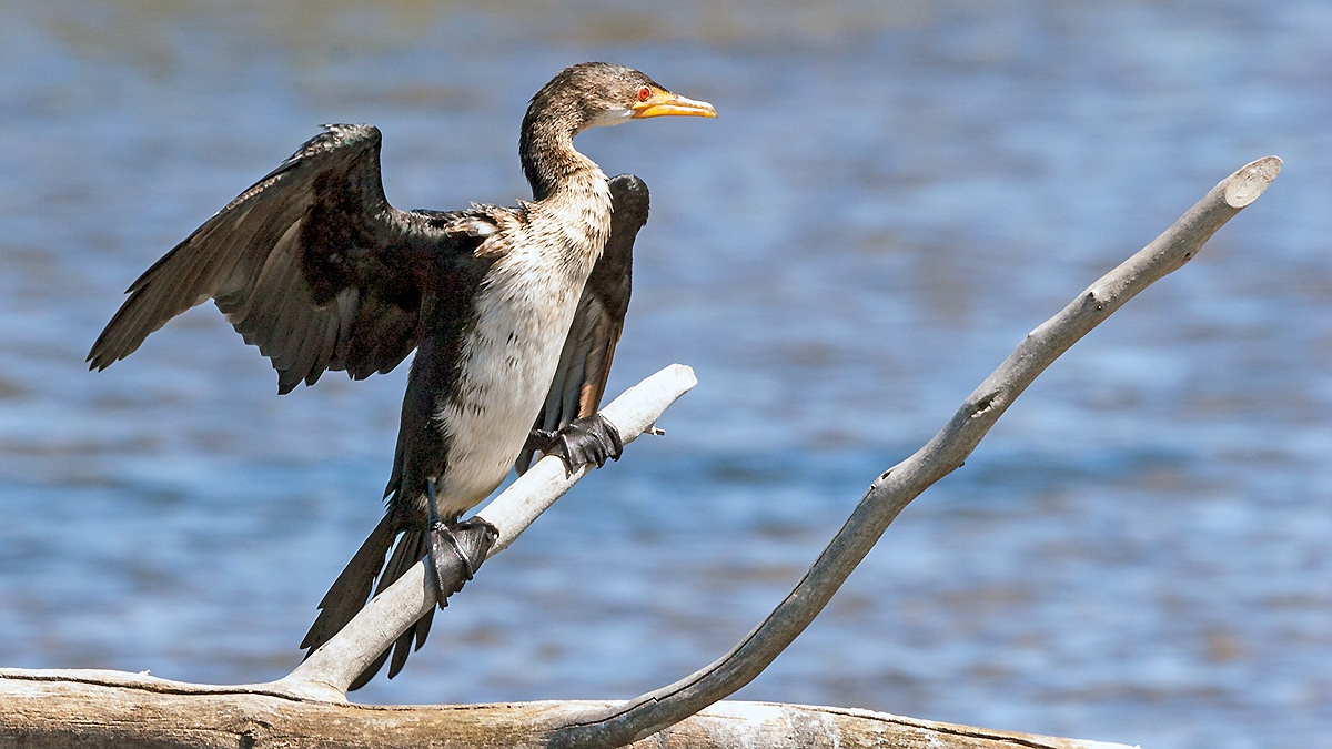 Reed Cormorant [Microcarbo africanus africanus]