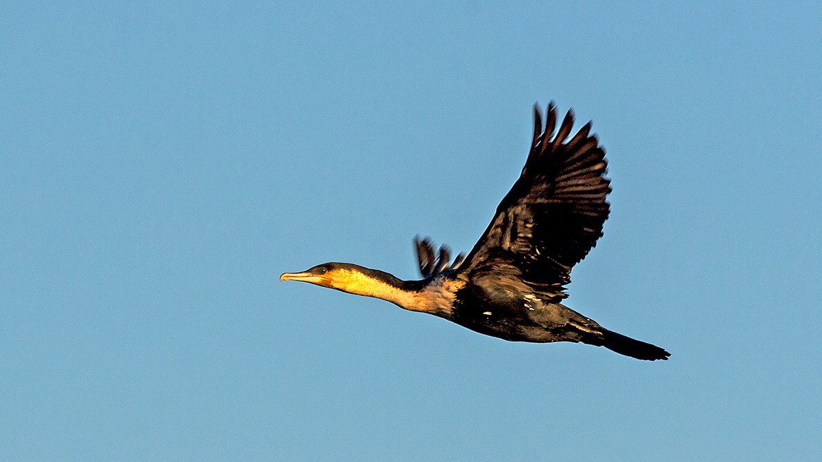 Great Cormorant [Phalacrocorax carbo lucidus]