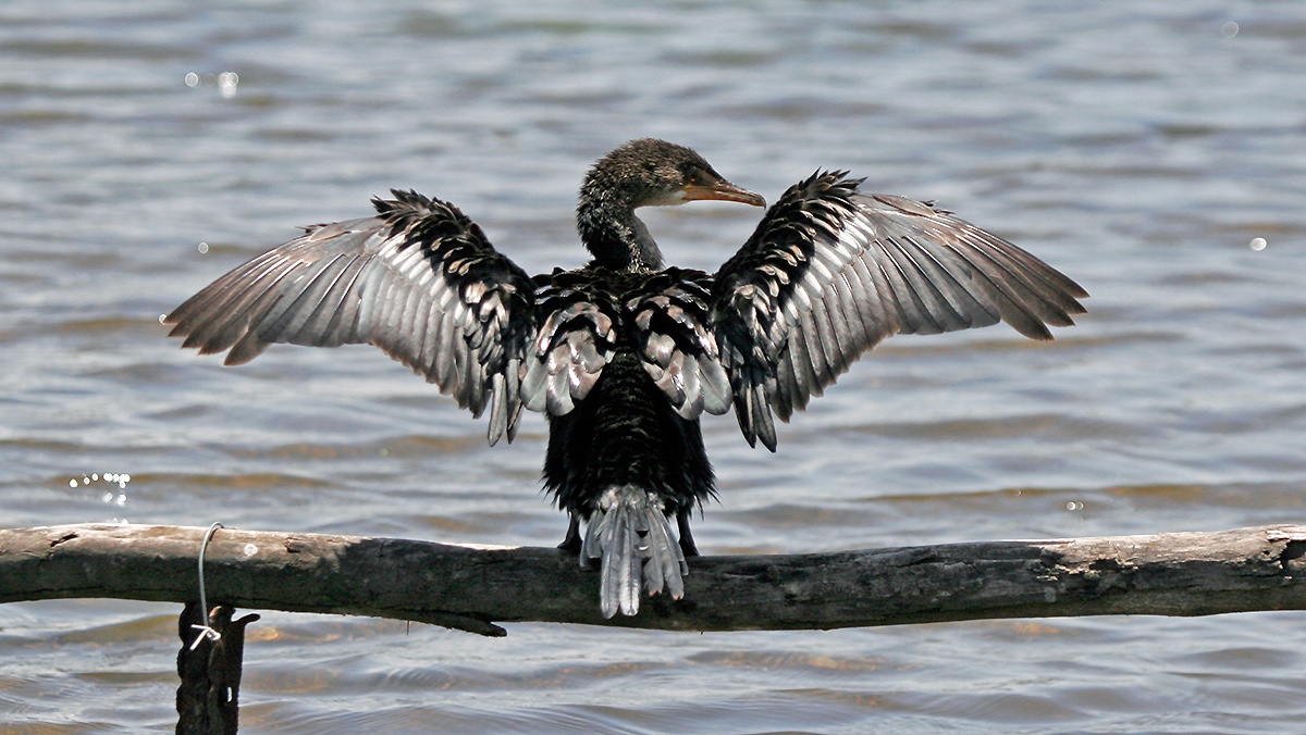 Reed Cormorant [Microcarbo africanus africanus]