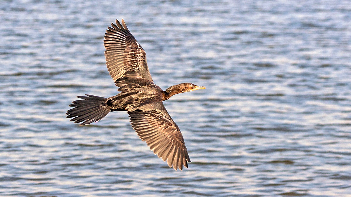 Reed Cormorant [Microcarbo africanus africanus]