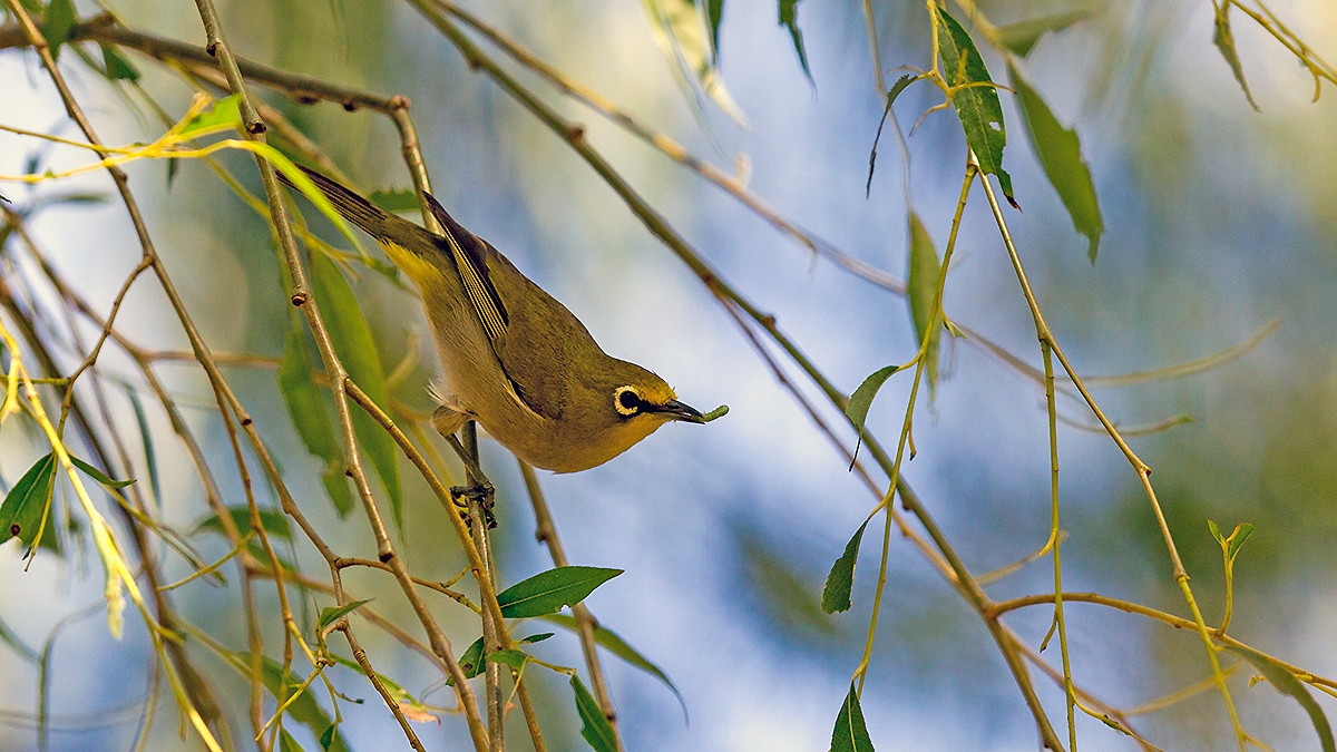 Cape White-eye [Zosterops virens virens]