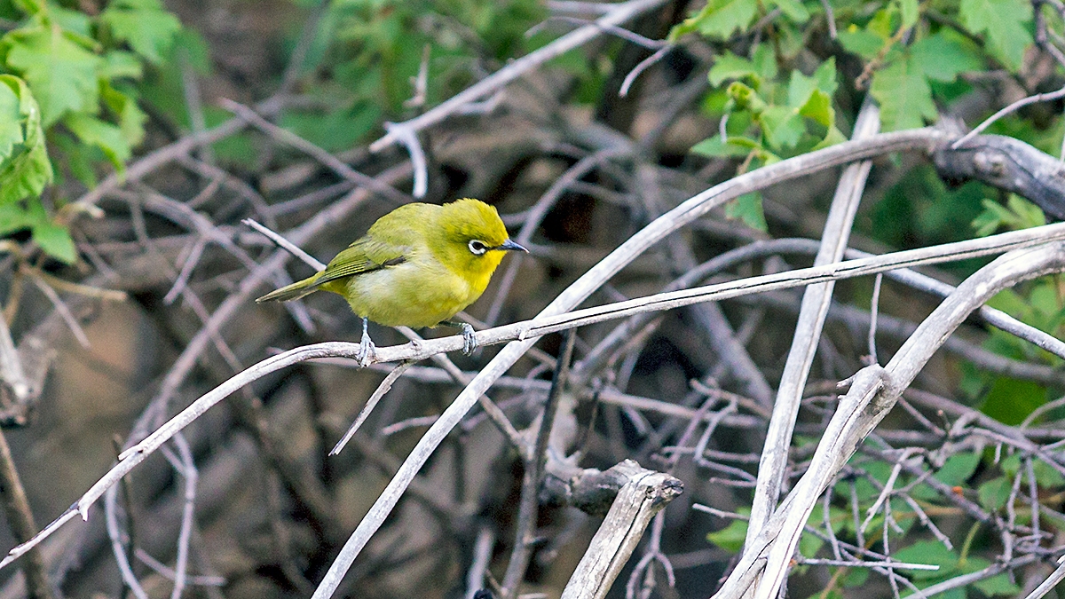 Cape White-eye [Zosterops virens virens]