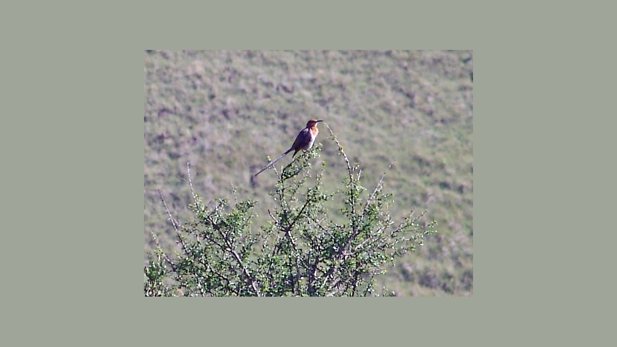 Gurney's Sugarbird [Promerops gurneyi gurneyi]