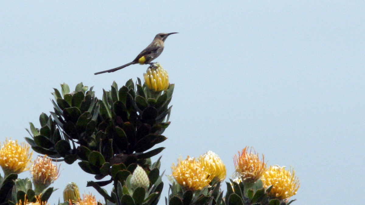 Cape Sugarbird [Promerops cafer]