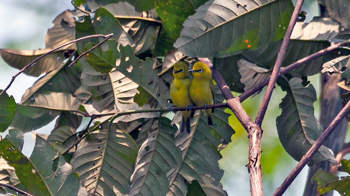 Northern Yellow White-eye [Zosterops senegalensis demeryi]