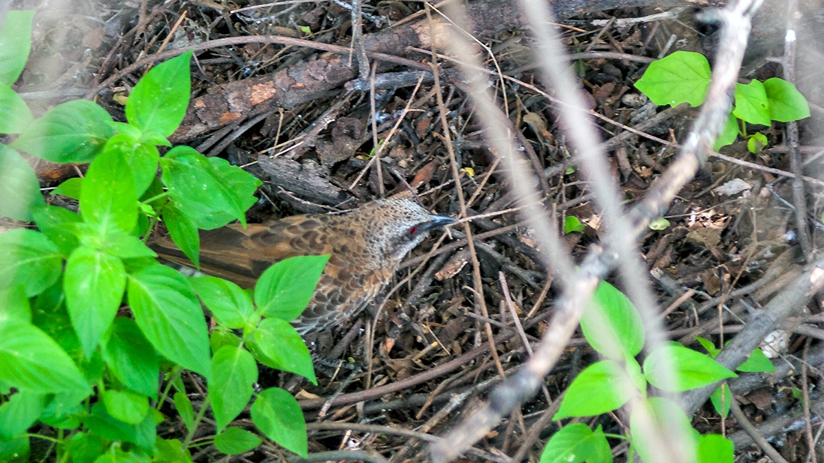Hartlaub's Babbler [Turdoides hartlaubii griseosquamata]
