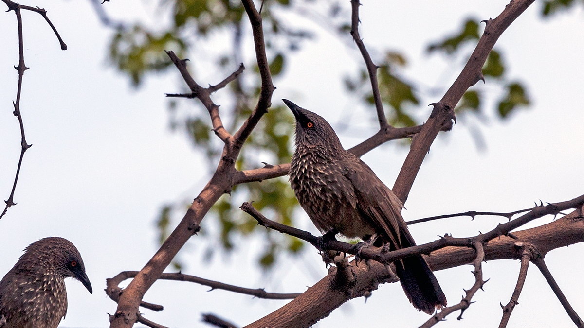 Arrow-marked Babbler [Turdoides jardineii tamalakanei]