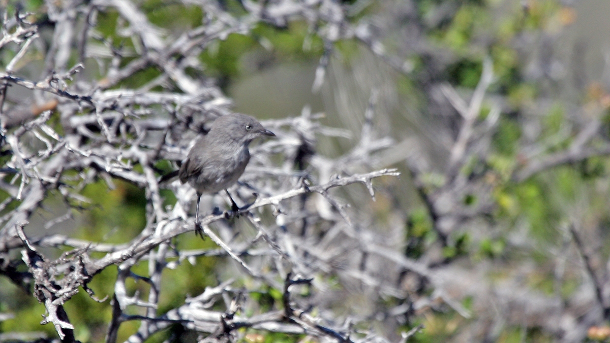 Layard's Warbler [Curruca layardi subsolana]
