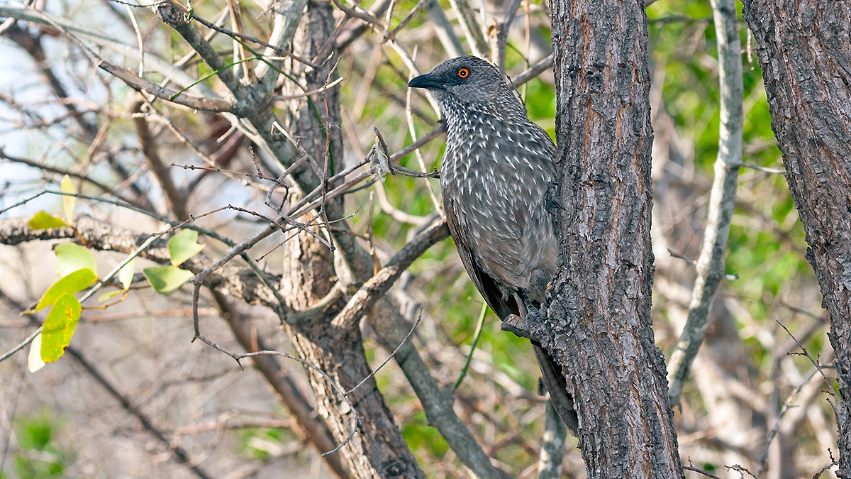 Arrow-marked Babbler [Turdoides jardineii jardineii]