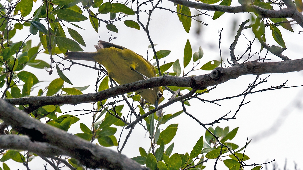 Southern Yellow White-eye [Zosterops anderssoni tongensis]