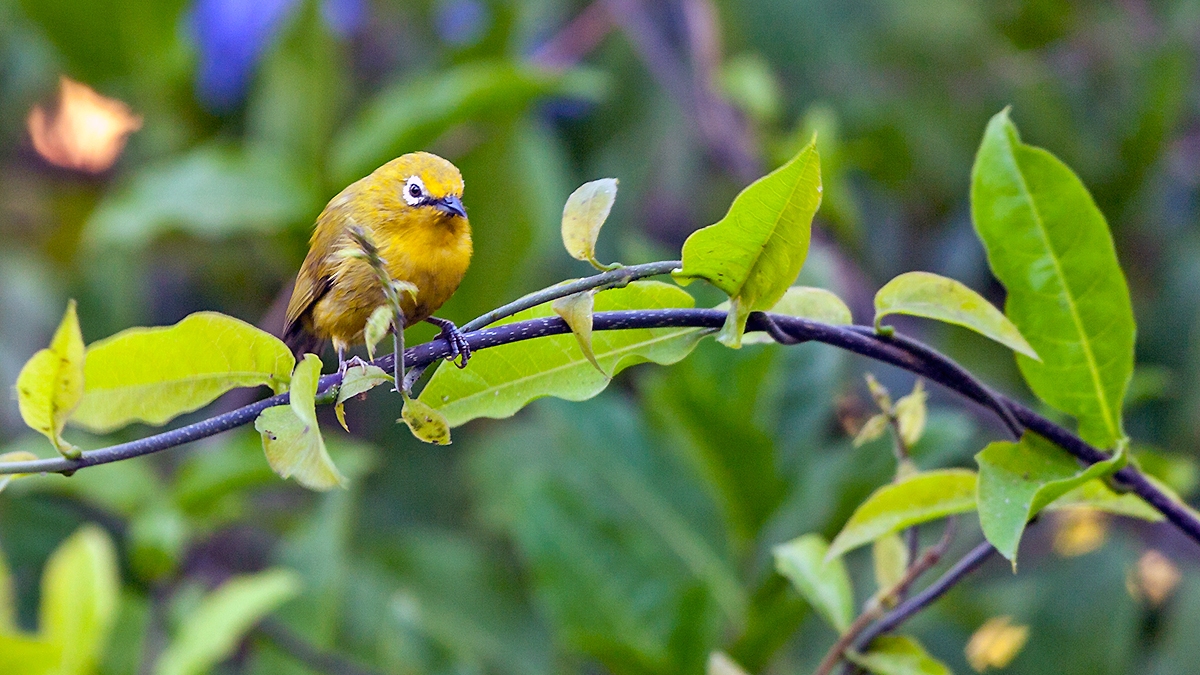 Southern Yellow White-eye [Zosterops anderssoni anderssoni]