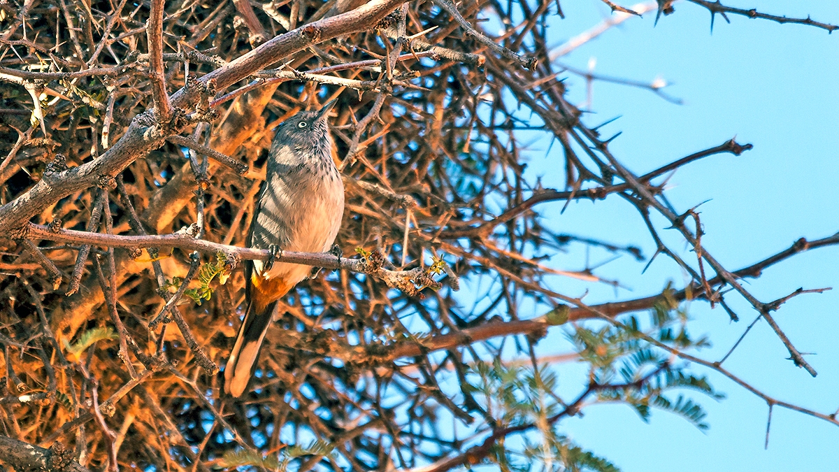 Chestnut-vented Warbler [Curruca subcoerulea subcoerulea]