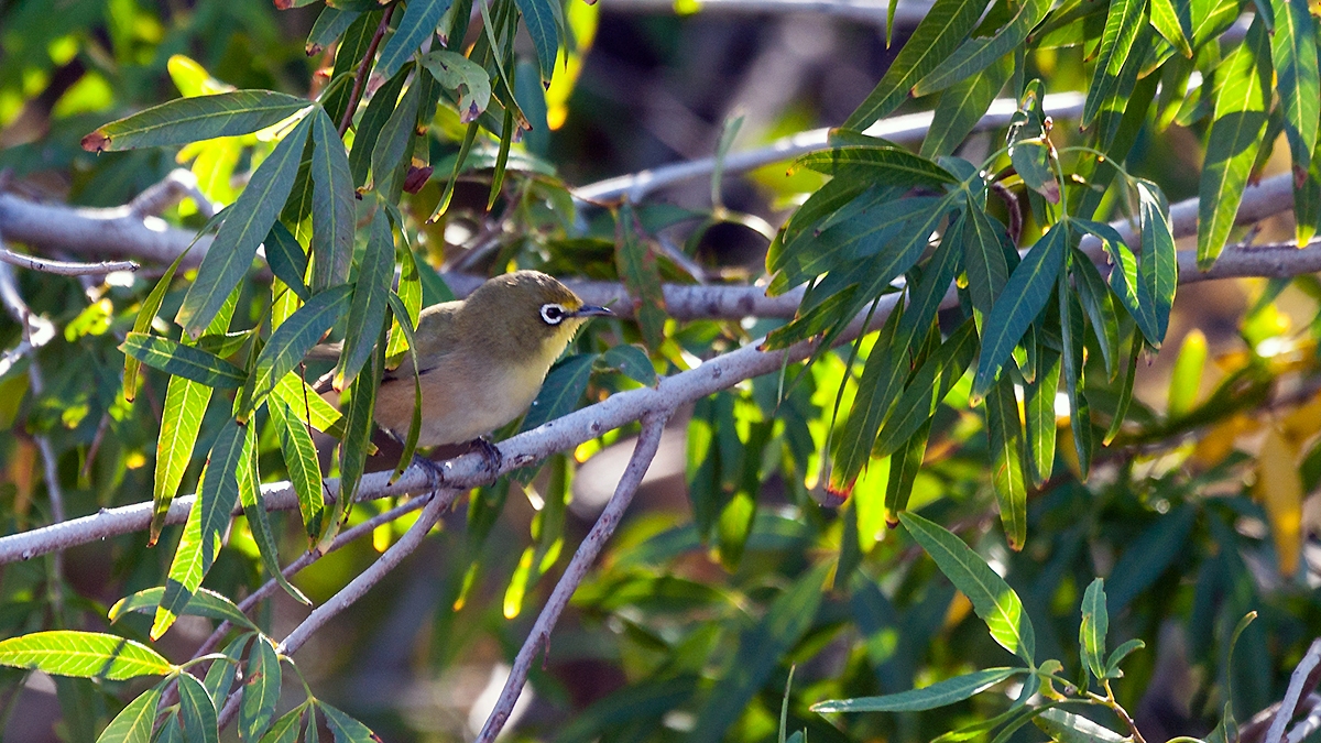 Orange River White-eye [Zosterops pallidus]
